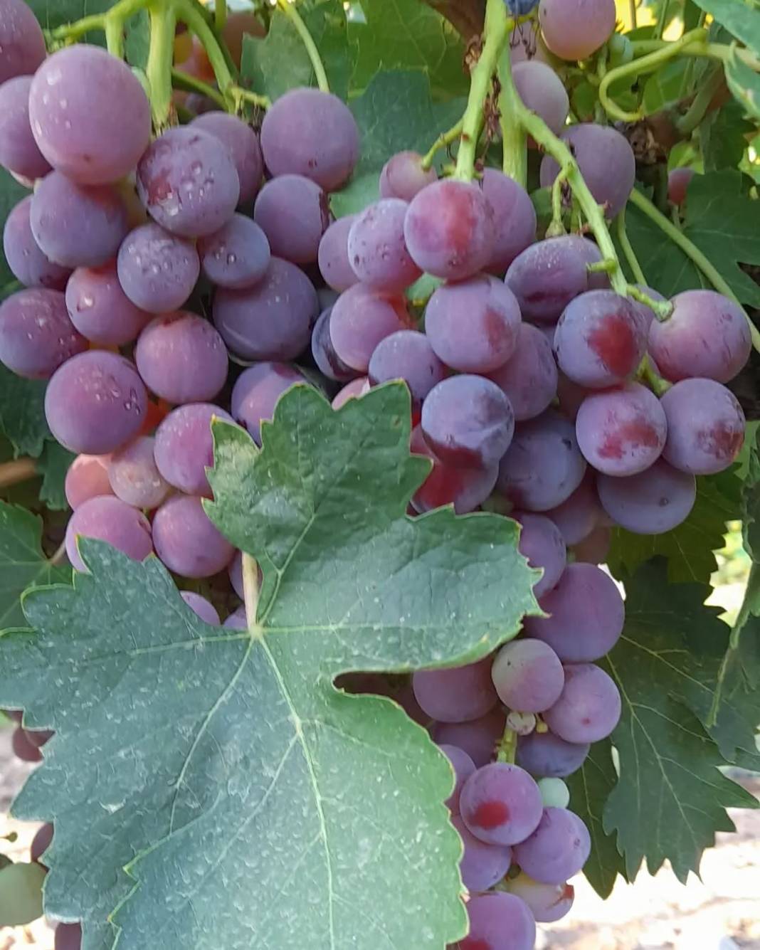 Mor Üzümün Antalya’daki Hikayesi Hangi İlçelerde Yetişir, Ne Zaman Yenir 6